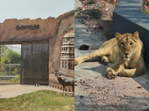 zoo safari