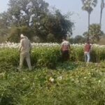 राजगीर में नाहुब चवर से एक बीघा में लगी अवैध अफीम की फसल नष्ट, प्रशासन की बड़ी कार्रवाई