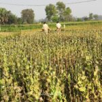 नालंदा में अफीम की अवैध खेती पर बड़ी कार्रवाई, ड्रोन से खुलासा, पूरी फसल नष्ट