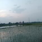 हरनौत में 95 प्रतिशत धान की रोपनी पूरी, अच्छी बारिश से लहलहाए खेत; इस बार रिकॉर्ड उत्पादन की उम्मीद